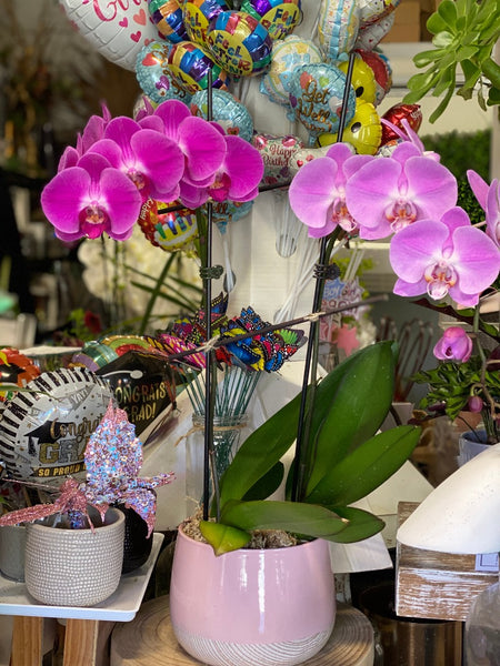 Phalaenopsis Orchid Plant