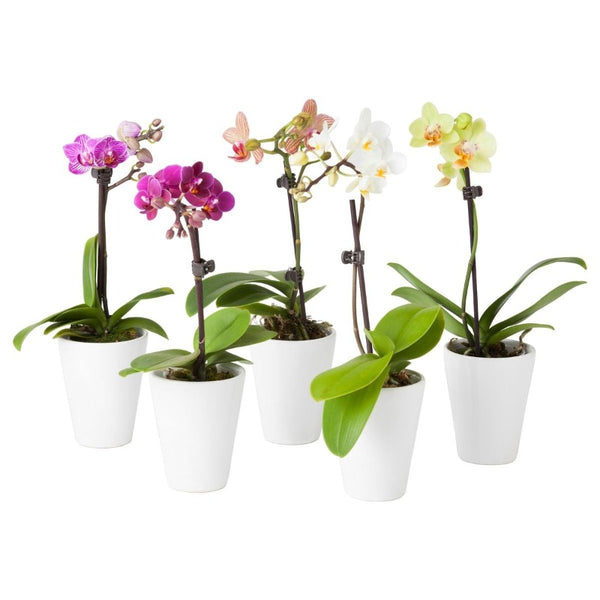 Phalaenopsis Orchid Plant