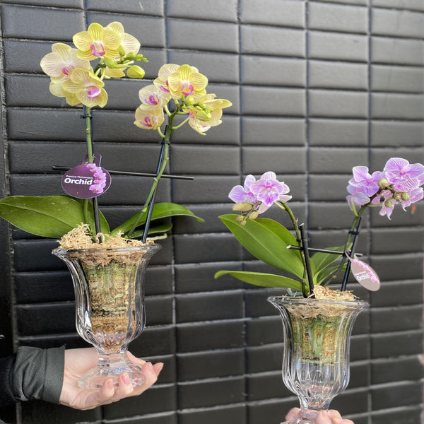 Phalaenopsis Orchid Plant