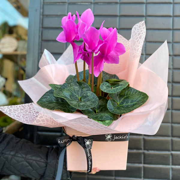 Cyclamen plant