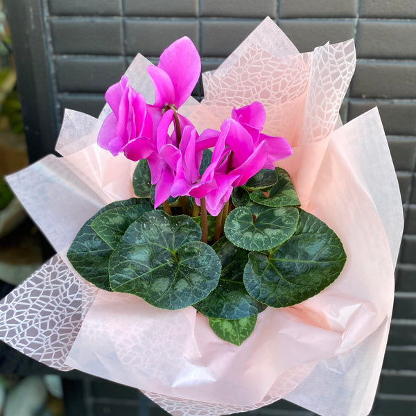 Cyclamen plant