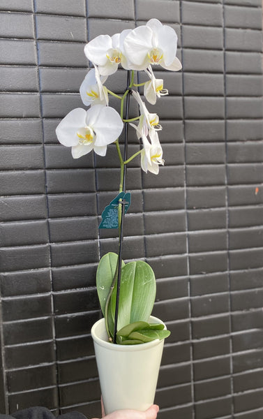 Phalaenopsis Orchid Plant