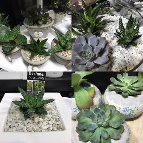 Succulent Gift Pots