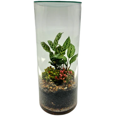 Terrarium