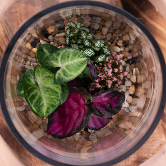 Terrarium