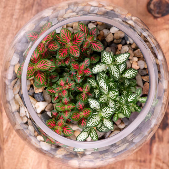 Terrarium