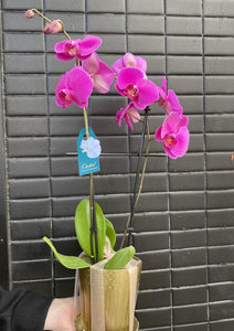 Phalaenopsis Orchid Plant