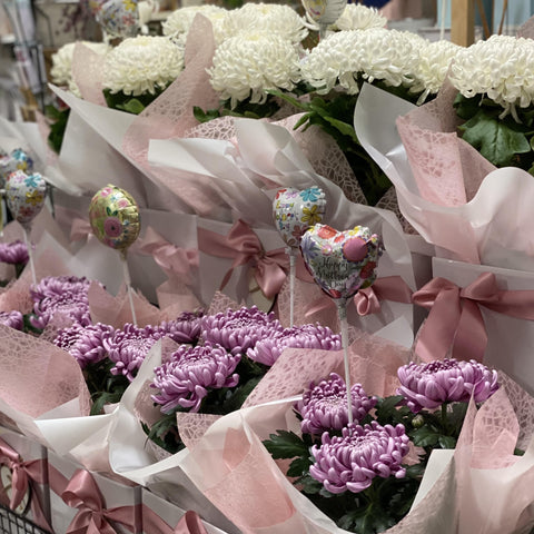 Potted Disbud